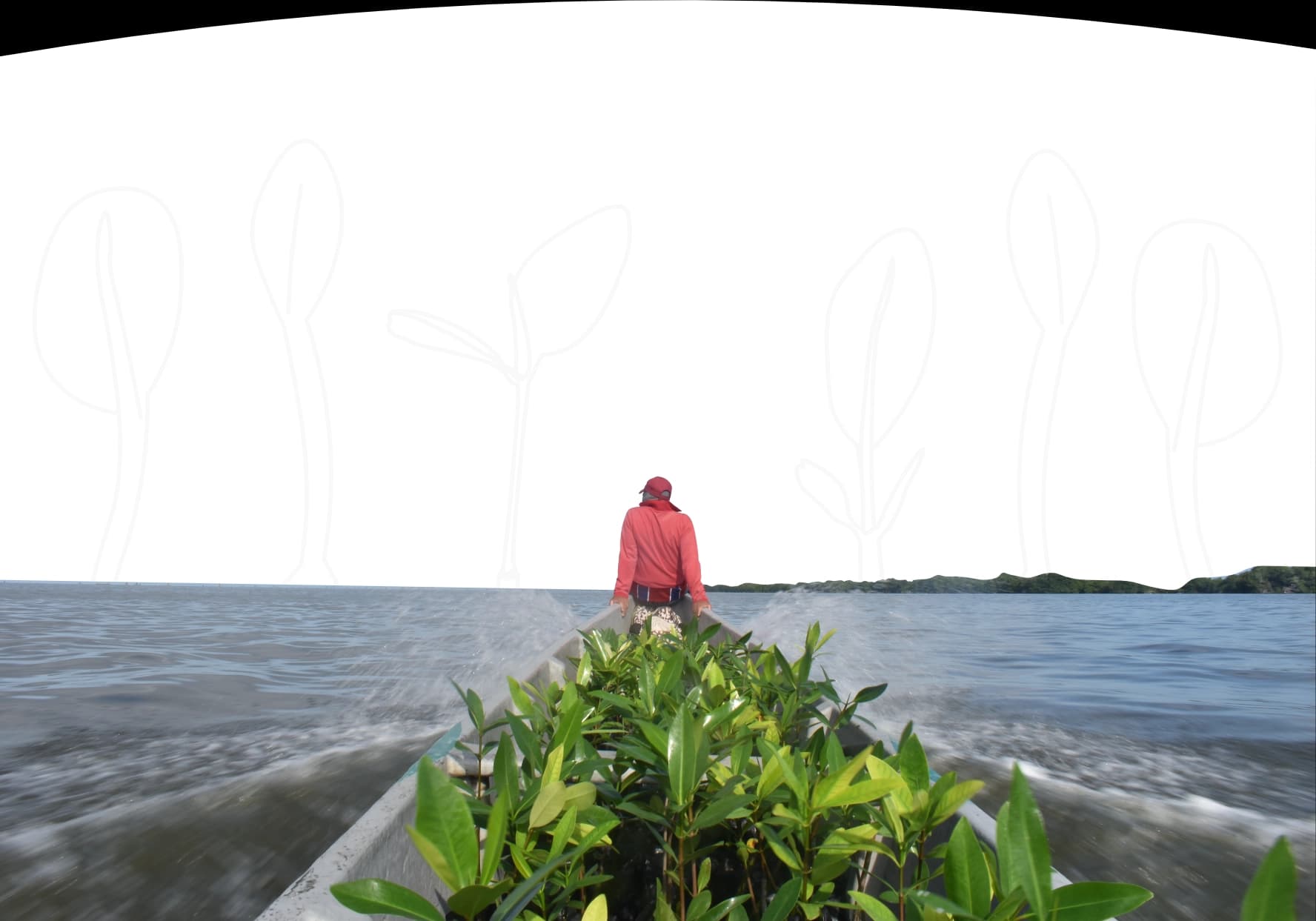 Volunteer planting a mangrove in the Ciénaga Grande de Santa Marta