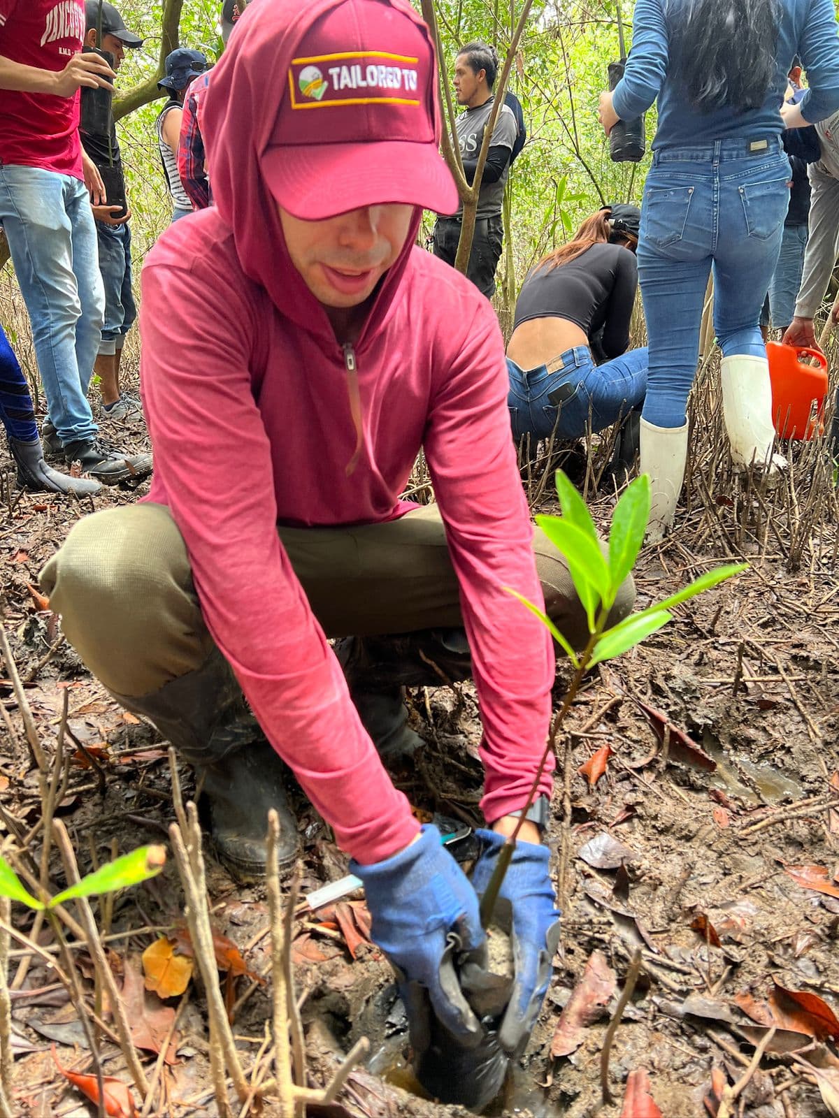 Volunteer planting a mangrove during a community day