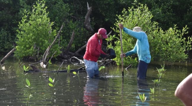 Volunteers planting mangroves