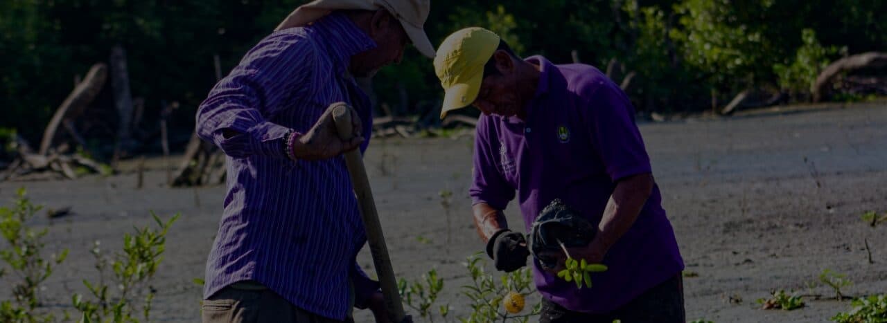 Volunteers planting mangroves