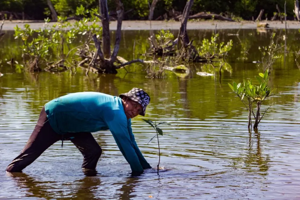 El Proyecto Manglares: Un Éxito en la Protección Ambiental y el Desarrollo Comunitario en Colombia
