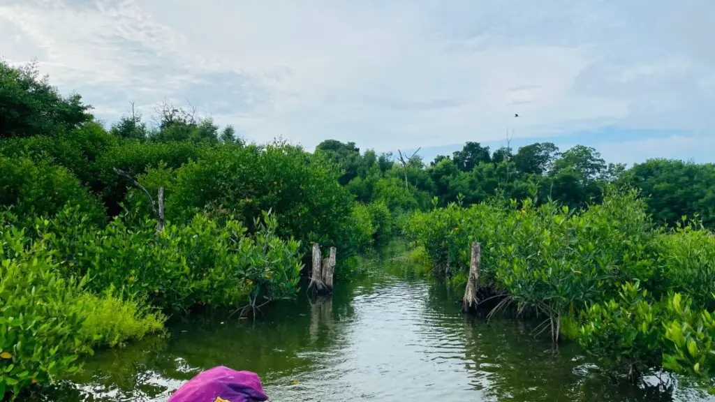 El Proyecto Manglares: Un Éxito en la Protección Ambiental y el Desarrollo Comunitario en Colombia